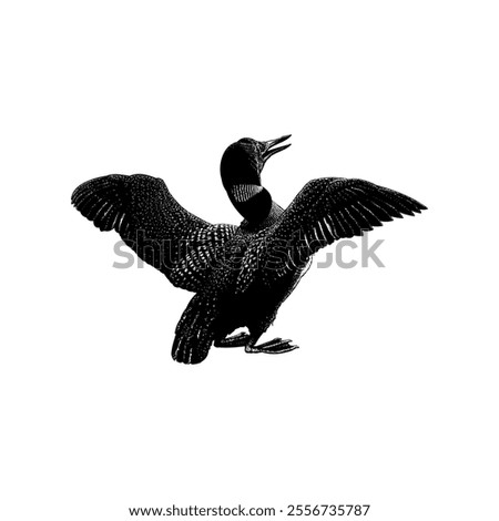 Loon hand drawing vector isolated on white background.