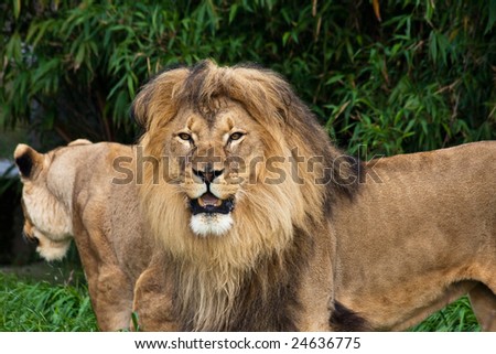 Lion and Lioness in the Zoo