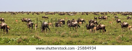 The Great Migration of Wildebeests in Serengeti National Park