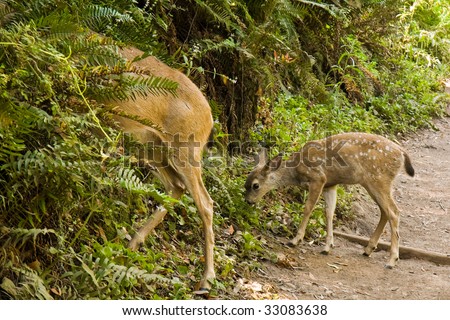 Black-tailed Deer Fawn Grazing on a Trail in Muir Woods National Monument, California.