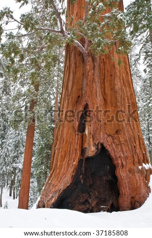 Old and Young Redwood Trees in Sequoia National Park, California.