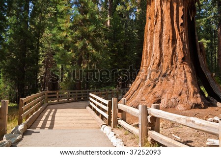 Walkway in the Giant Forest at Sequoia National Park, California.