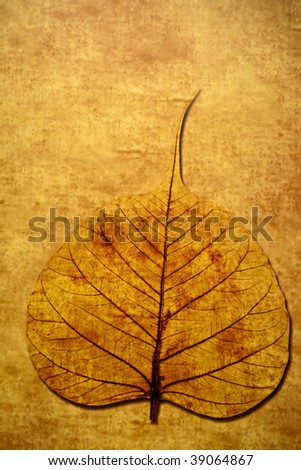 Grungy Leaf Drawing on a Wall.