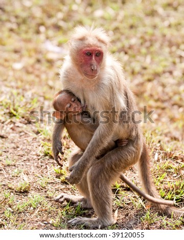 Bonnet Macaque Mother Nursing Her Baby in Bandipur National Park, India.