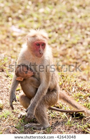 Bonnet Macaque Mother in India.