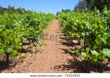 Grape vine rows at a Shenandoah Valley winery.