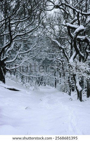 Similar – Image, Stock Photo Forest edge in heavy snowfall on holy evening 2021