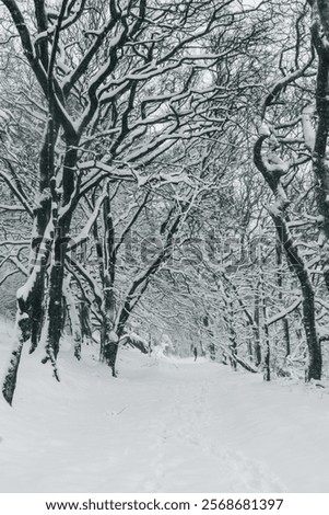 Similar – Image, Stock Photo Forest edge in heavy snowfall on holy evening 2021