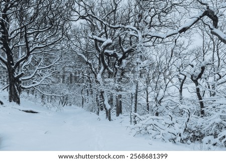 Similar – Image, Stock Photo Forest edge in heavy snowfall on holy evening 2021