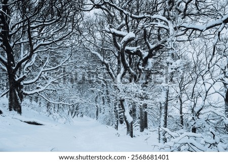 Similar – Image, Stock Photo Forest edge in heavy snowfall on holy evening 2021