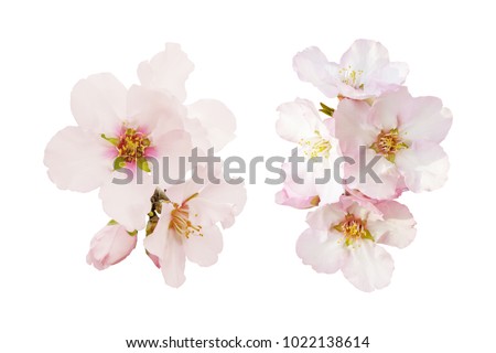 Similar – Image, Stock Photo beautiful almond tree flowers at sunset. Nobody, nature and spring concept