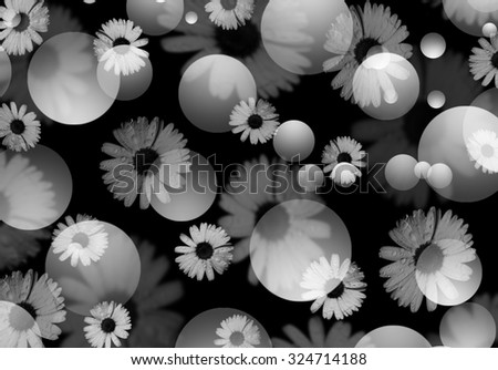 Black and white flowers. Daisy Chamomile flowers with water drops on black background. Black white abstract background with defocused daisies and bokeh. Beautiful blurred black and white background.