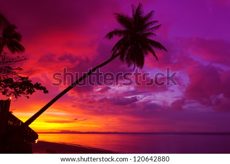 Sunset palm tree silhouette over ocean