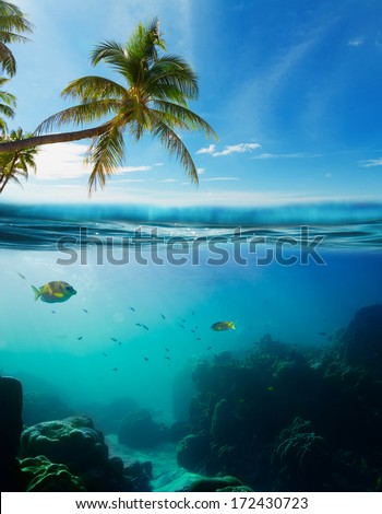 Tropical underwater shot splitted with surface, coconut tree and sky