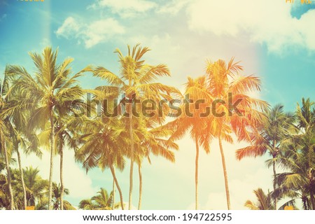 Palm trees at tropical coast, vintage toned and film stylized