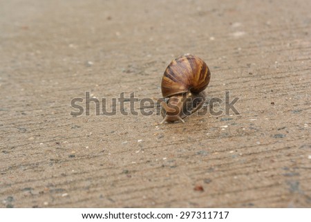 Snail climb onto the concrete floor. Slow life.