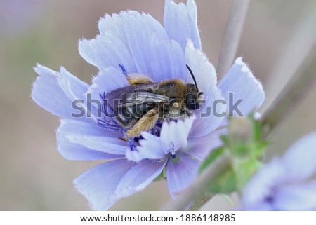 Similar – Foto Bild Wegwarte, Cichorium intybus, ist eine Wild- und Heilpflanze mit blauen Blueten. Die Blueten sind essbar. Chicory, Cichorium intybus, is a wild and medicinal plant with blue flowers. The flowers are edible.