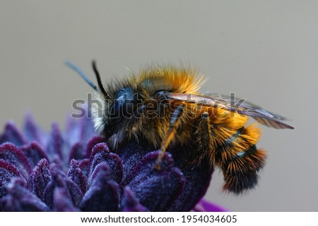 Closeup of a cute and hairy male Osmia rufa on a purple flower Photo stock © 