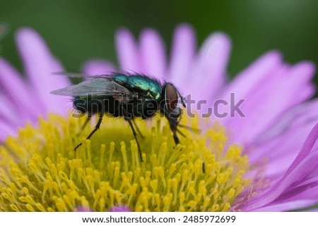 Similar – Image, Stock Photo A greenbottle fly, Lucilia sericata, is a blow fly with brilliant, metallic, blue green color. Close-up of tiny diptera, macro photography of flies.