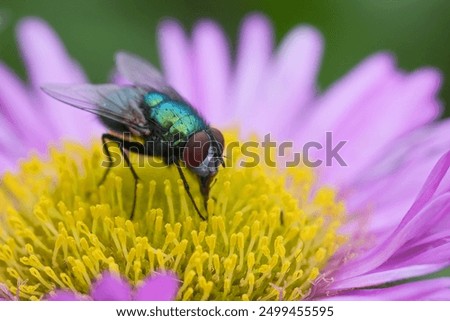 Image, Stock Photo A greenbottle fly, Lucilia sericata, is a blow fly with brilliant, metallic, blue green color. Close-up of tiny diptera, macro photography of flies.