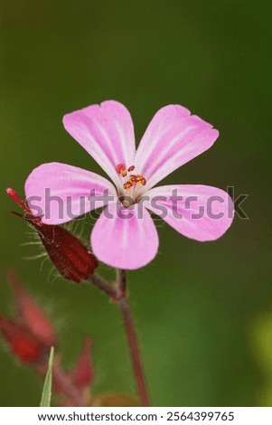 Similar – Image, Stock Photo Geranium robertianum macro with natural background Pink and white five-petal flower. Copy space with unfocused background.