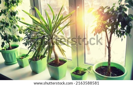 Indoor plants and flowers in pots by the window. Seedlings on windowsill. Foto stock © 