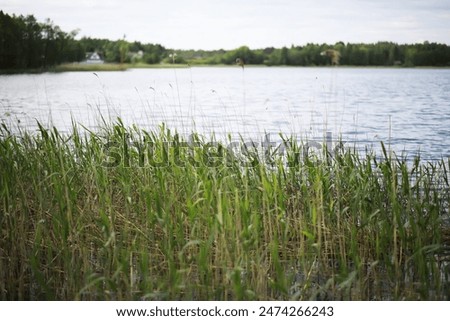 Similar – Image, Stock Photo reed Water Reflection