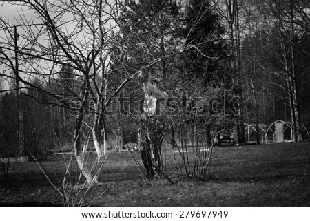 gardener prepares the apple in the spring