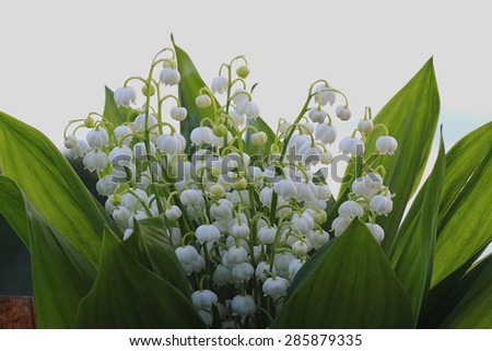 lilies of the valley at sunset