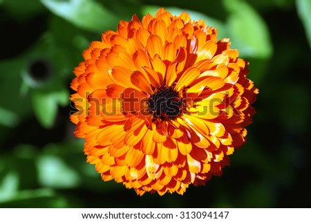 orange garden flowers