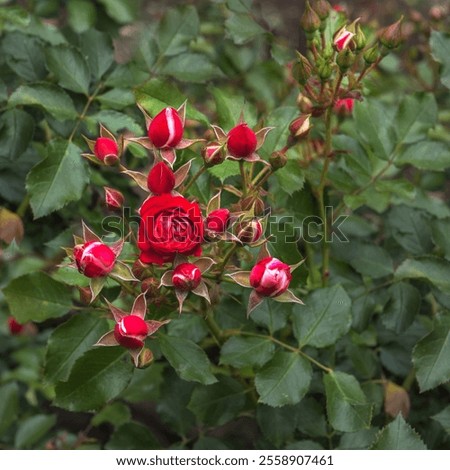 Similar – Foto Bild Kleine Heckenrose mit Vordergrund- und Hintergrundbokeh