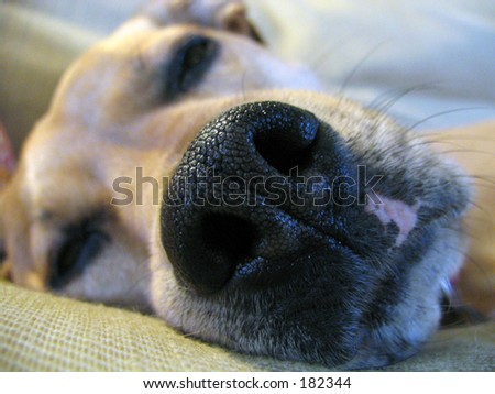 Dog eyes closed