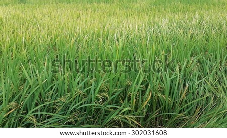 green rice field,rice farm view,rice seeds and cloud stromy