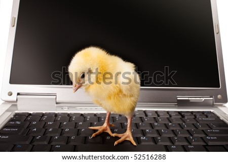newborn small chicken and computer on white background