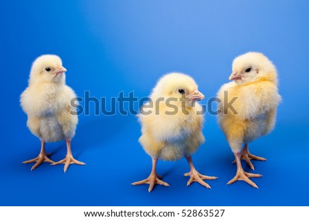 three newborn small chicken on blue background