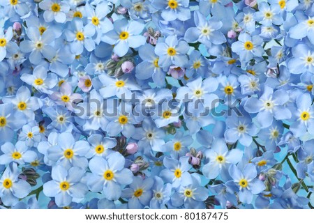 Background of many blue flowers