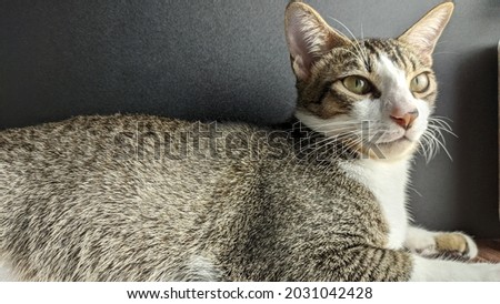 Shutterstock - PuzzlePix