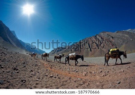 MENDOZA, ARGENTINA - JAN 12: Mules carrying climber\'s equipment. Mules are the only way for move load the 27 KM distance to the base camp on Jan 12, 2014 in Aconcagua Mount, Mendoza, Argentina