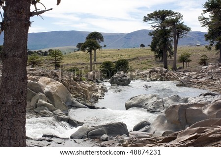 Agrio river, Patagonia, Neuqen. Land of dinosaurs. Provincial Park of Copahue.