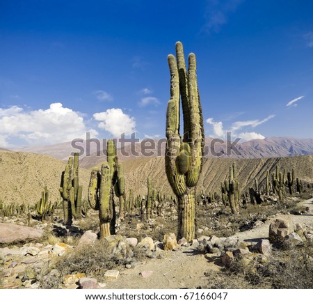 Cardon Cactus (Trichocereus pasacana) in Tilcara Pucara, Northern Argentina