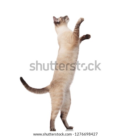 Similar – Image, Stock Photo cat raising paw reaching for camera on brown background