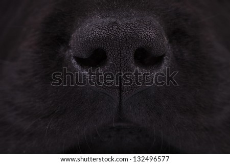 macro picture of a nose of a black labrador retriever puppy dog
