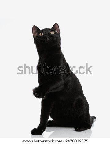 Similar – Image, Stock Photo Cat looks up at the countdown