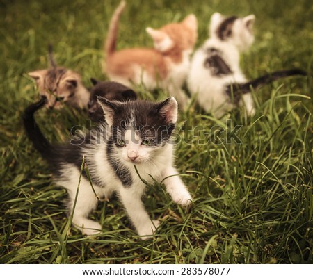 small group of baby cats playing in the grass