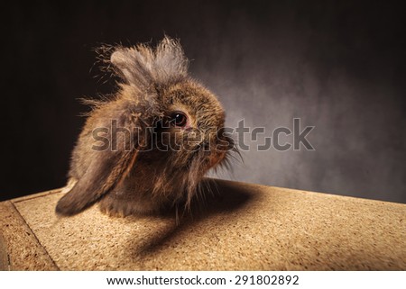 funny looking lion head bunny rabbit standing on a wooden box in studio