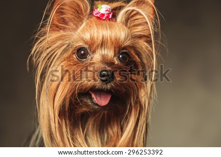 closeup picture of a happy little yorkshire terrier puppy dog face with mouth open and tongue exposed