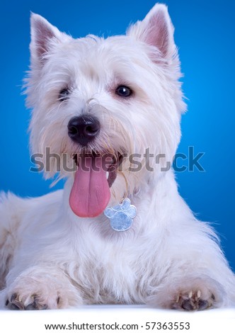 closeup picture of a panting westie , standing against blue background