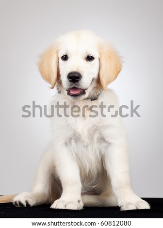picture of a cute little golden labrador retriever puppy