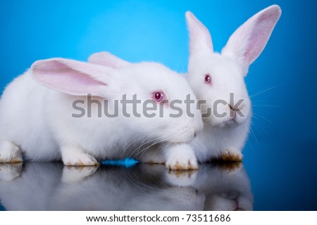 couple of white little bunnies on a blue background - closeup