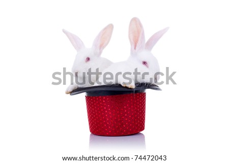 two cute little bunnies standing in a hat, over white background